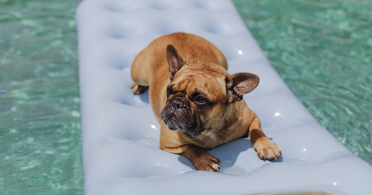 Keep Your Dog or Cat Safe at the Pool